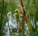 Emperor (Anax imperator) F