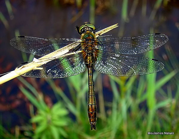 Downy Emerald (Cordulia aenea) M, Cordulie bronzee