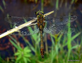 8 - Downy Emerald > Orange-spotted Emerald