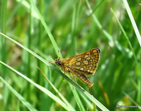 Chequered Skipper (Carterocephalus palaemon)