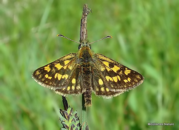 Chequered Skipper (Carterocephalus palaemon)