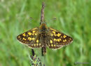 Chequered Skipper (Carterocephalus palaemon)