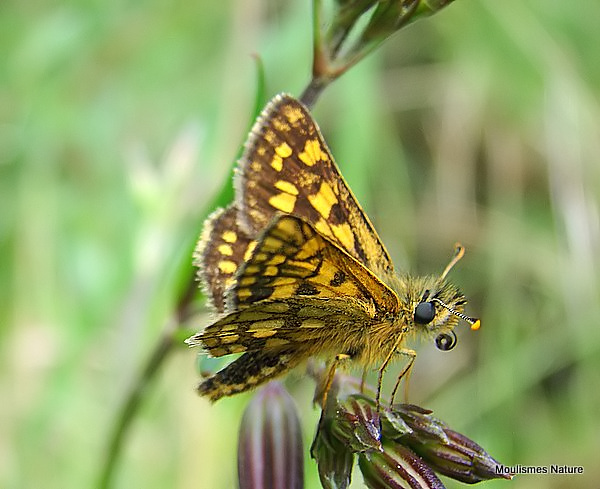 Chequered Skipper (Carterocephalus palaemon)