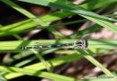 (?)Variable Damselfly (Coenagrion pulchellum) F