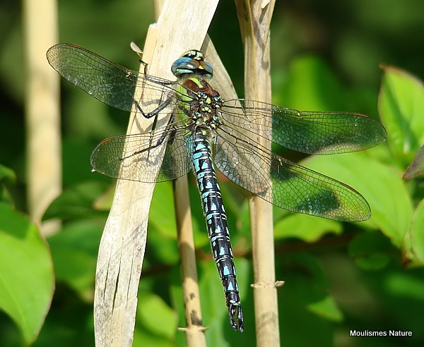 Hairy Dragonfly (Brachytron pratense) M, Aeschne printaniere