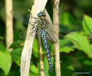 Hairy Dragonfly (Brachytron pratense) M, Aeschne printaniere