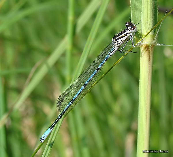 Azure Damselfly (Coenagrion puella) M-Imm