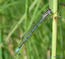 Azure Damselfly (Coenagrion puella) M-Imm
