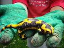 Fire Salamander (Salamandra salamandra)