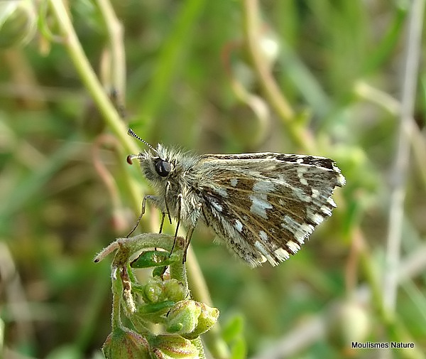 Grizzled Skipper (Pyrgus malvae)