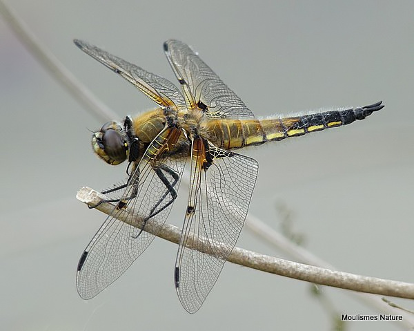 Four-spotted Chaser (Libellula quadrimaculata) M, Libellule a quatre taches