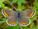 Brown Argus (Aricia agestis)