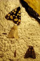 Moths, various - see 'pop-up' for details