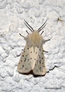 White Ermine (Spilosoma lubricipeda)