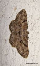 Willow Beauty (Peribatodes rhomboidaria)