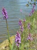 Southern Marsh Orchid (D. praetermissa ssp. praetermissa)