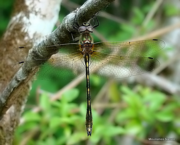 Orange-spotted Emerald (Oxygastra curtisii) M