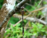 Orange-spotted Emerald (Oxygastra curtisii) M