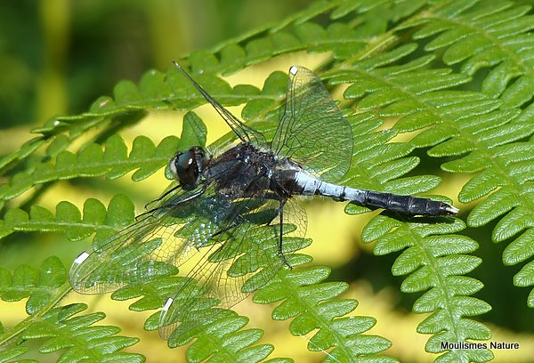 Dainty White-faced Darter (Leucorrhinia caudalis) M