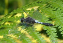 Dainty White-faced Darter (Leucorrhinia caudalis) M