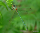 Common Emerald (Lestes sponsa) M-imm
