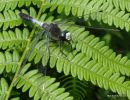 Dainty White-faced Darter (Leucorrhinia caudalis) M