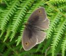 Meadow Brown (Maniola jurtina) M