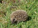 Western Hedgehog (Erinaceus europaeus)