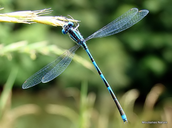 Goblet-marked Damselfly (Erythromma lindenii) M