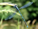 Goblet-marked Damselfly (Erythromma lindenii) M