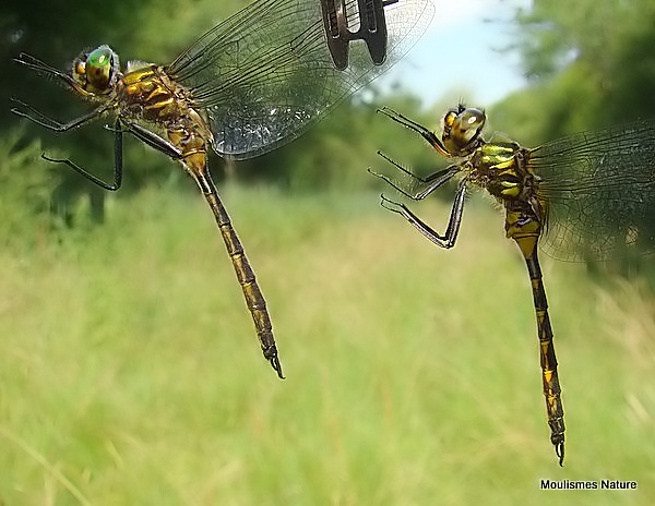 Yellow-spotted Emeralds (Somatochlora flavomaculata) M