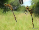 Yellow-spotted Emeralds (Somatochlora flavomaculata) M