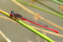 Small Red Damselfly (Ceriagrion tenellum) M, Agrion delicat