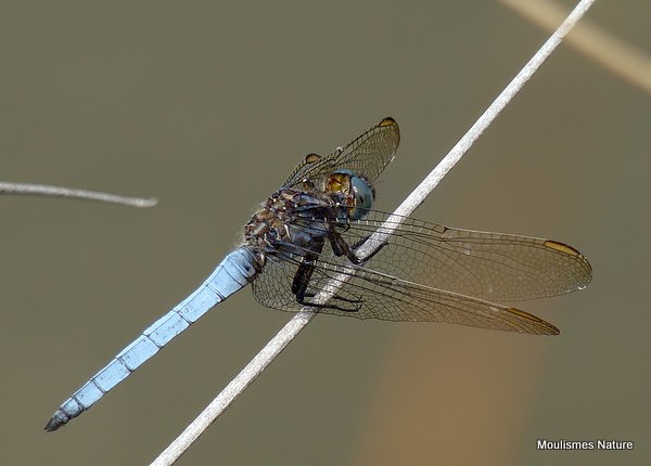 Keeled Skimmer (Orthetrum coerulescens) M