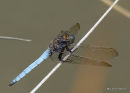 Keeled Skimmer (Orthetrum coerulescens) M