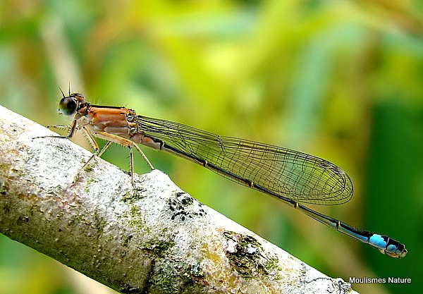 Blue-tailed Damselfly (Ischnura elegans) F-Imm 'rufescens'