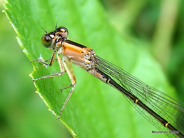 Blue-tailed Damselfly (Ischnura elegans) F-Imm 'rufescens'