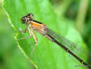 Blue-tailed Damselfly (Ischnura elegans) F-Imm 'rufescens'