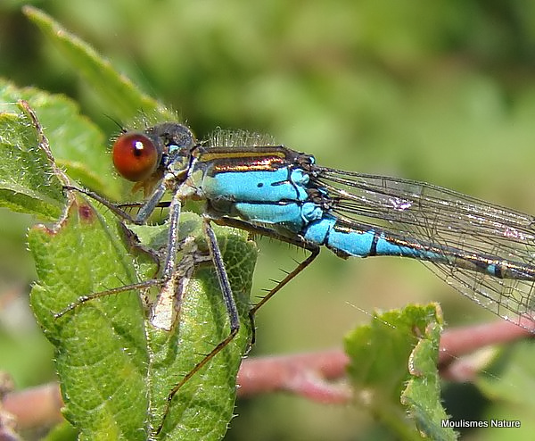 Small Red-eyed Damselfly (Erythromma viridulum) M