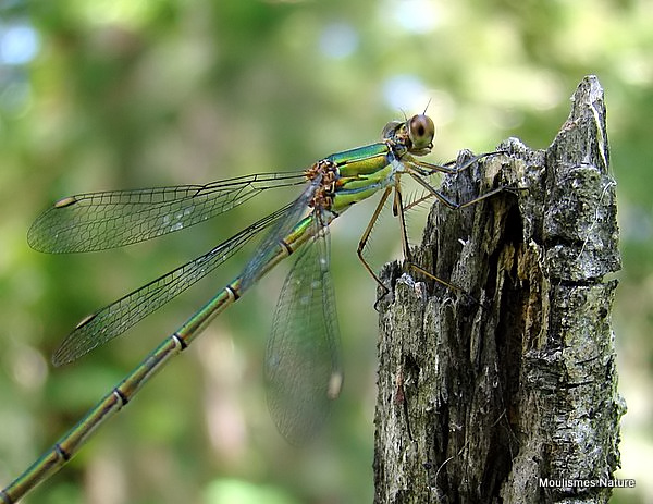 Willow Emerald (Lestes viridis) F