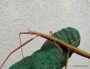French Stick Insect (Clonopsis gallica)
