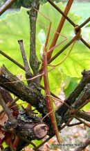 French Stick Insect (Clonopsis gallica)