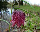<em>Fritillaria meleagris</em>
