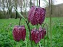 <em>Fritillaria meleagris</em>