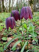 <em>Fritillaria meleagris</em>