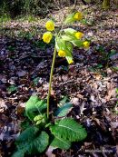 Primula officinalis, Cowslip