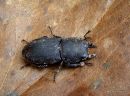 Lesser Stag Beetle (Dorcus parallelipipedus)
