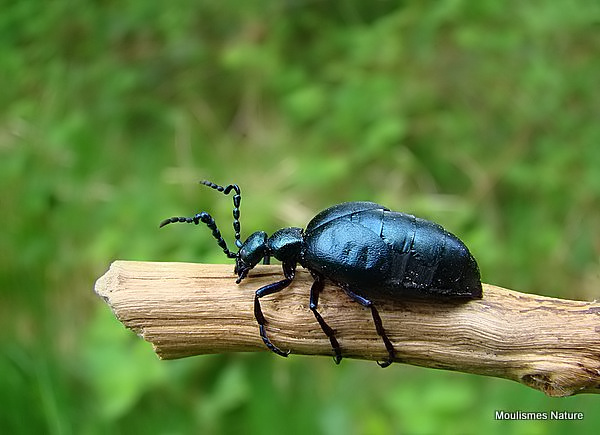 Oil beetle (Meloe violaceus)