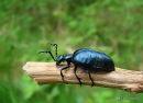 Oil beetle (Meloe violaceus)