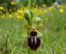 Early Spider Orchid (Ophrys sphegodes)